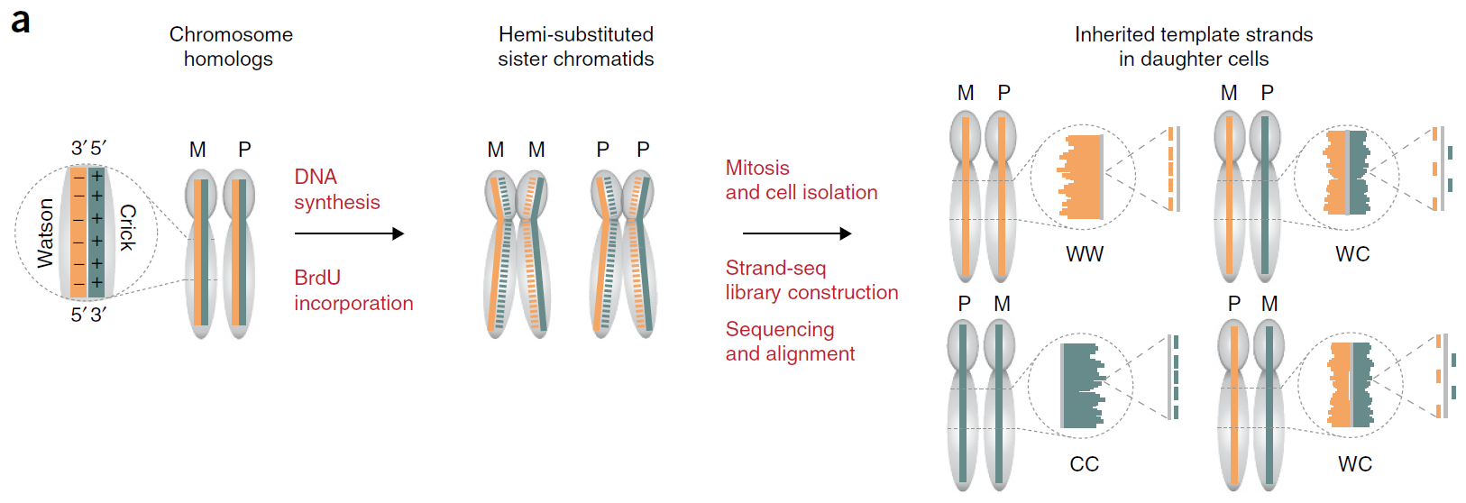 Strand-seq