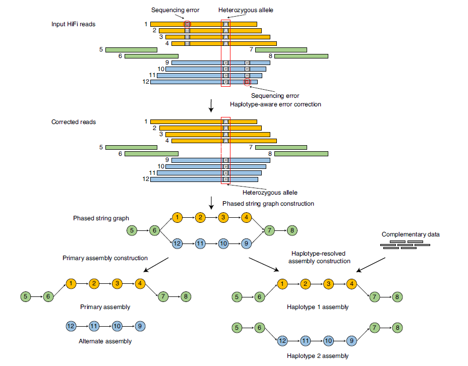 Overview of Hifiasm