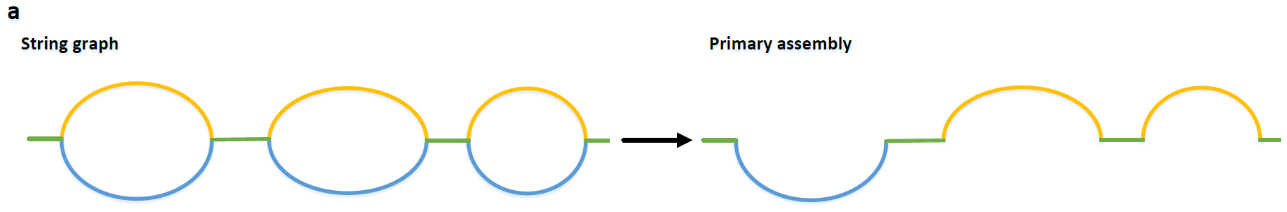 Primary contig