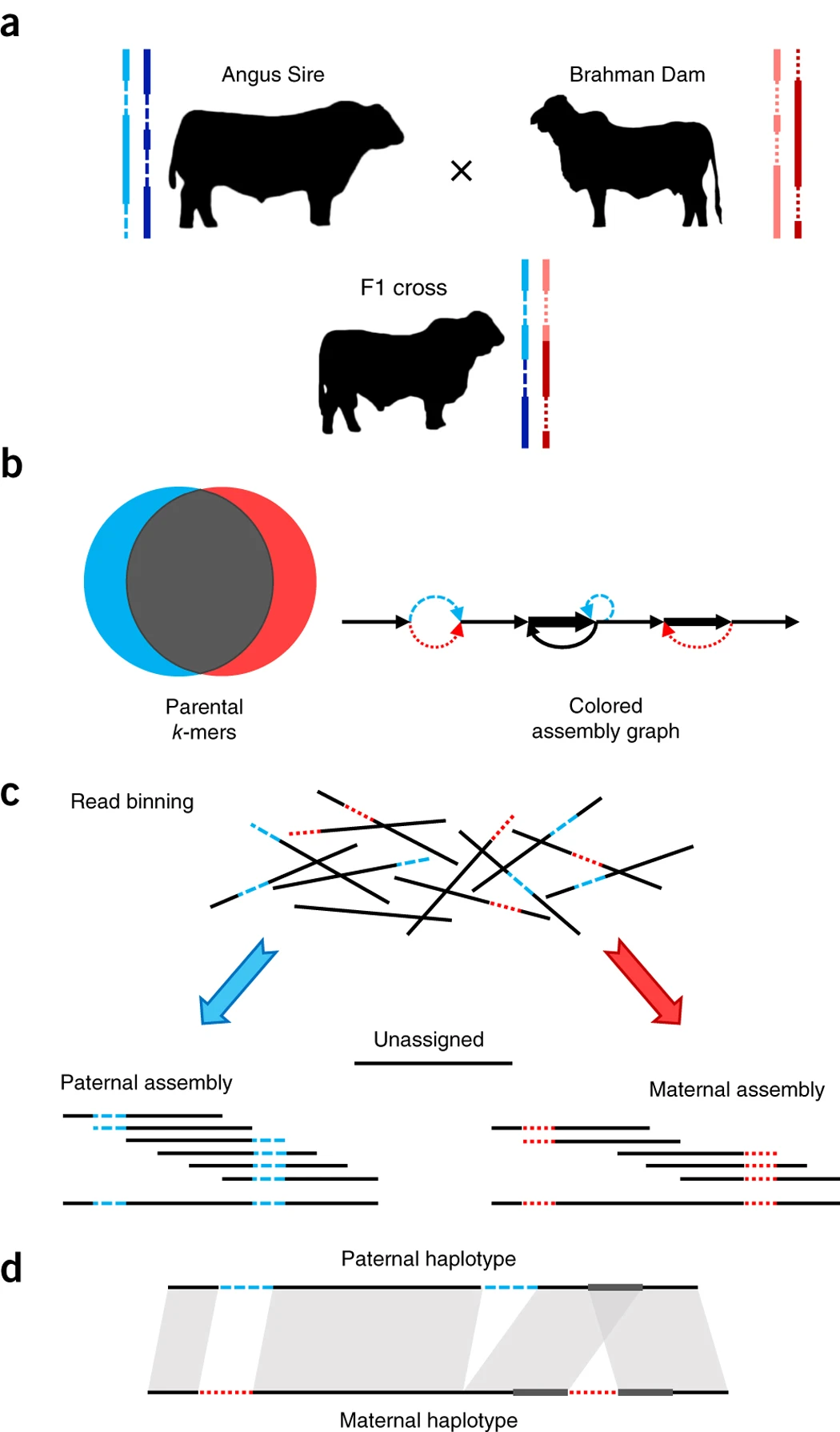 Outline of trio binning and haplotype assembly